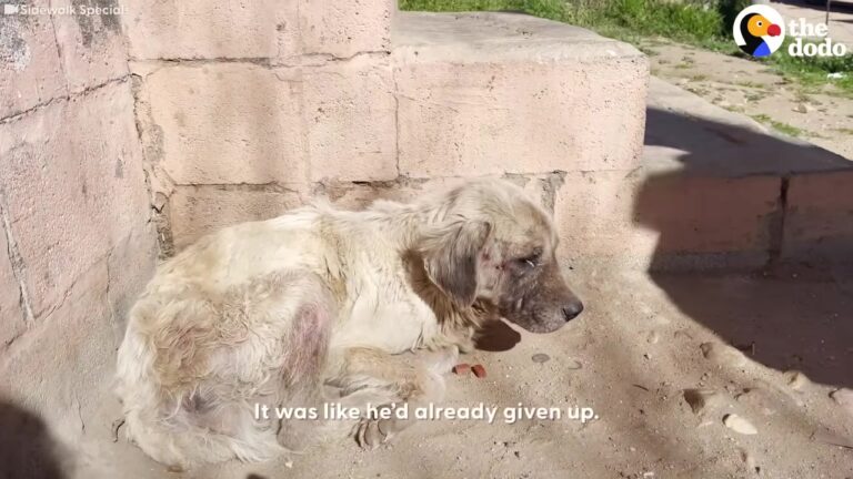 Defeated Texas Dog Curls Up In The Dirt, And Rescuers Soon Notice Something Is Seriously Wrong