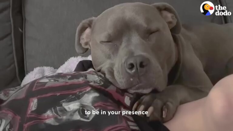 California Bully Breed Was Misjudged By Strangers Until Her Mom Found The Perfect Way To Help Her Shine