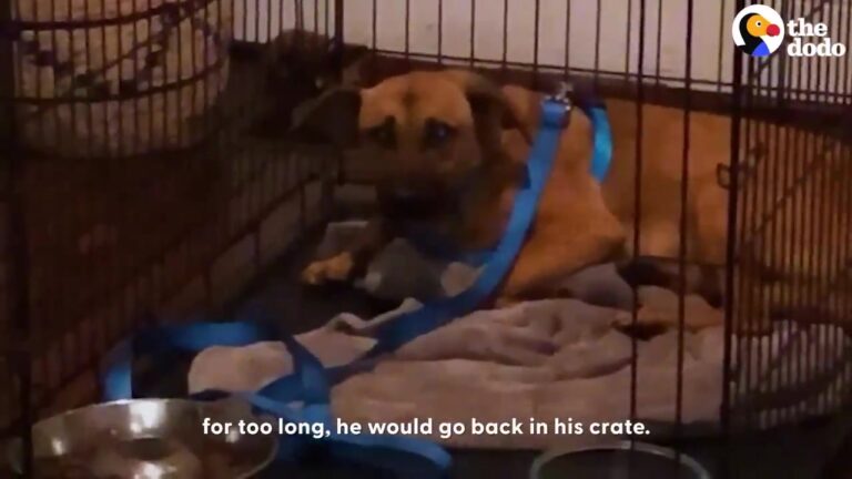 Terrified Texas Dog Refused To Leave His Crate After Being Surrendered With 29 Other Dogs