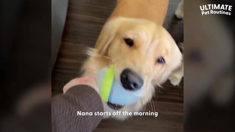 Ohio Dog Has A Special Morning Routine With The Neighborhood Kids, And It Starts At The Door