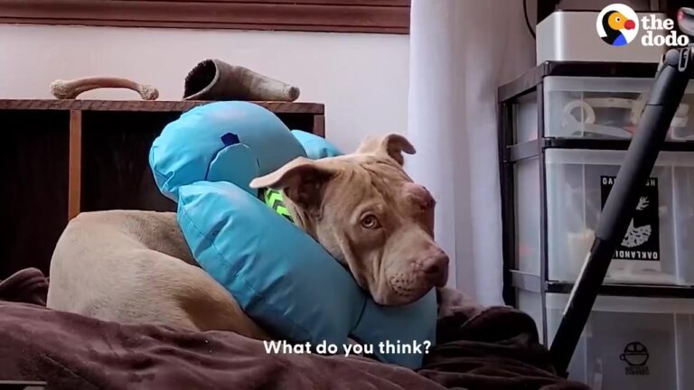 Wounded Texas Dog Keeps To Himself At First, But His Foster Home Holds One Unexpected Surprise