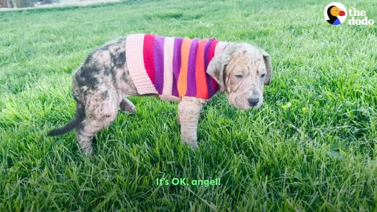 Virginia Woman Fosters A Puppy Covered In Mange, Never Expecting The Radiant Dog Hidden Underneath