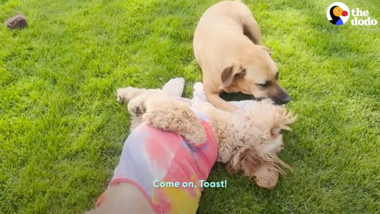 California Dog Falls Asleep Every Time He Gets Too Happy, But A Special Friend Helps Him Thrive