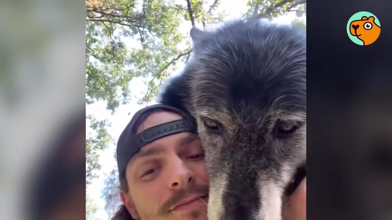 Missouri Man Raises A Tiny Wolf Pup Who Grows Into A 115-Pound Giant With One Surprising Obsession