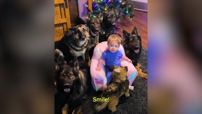 Arkansas Mom Notices Her Daughter Acting Like One Of Her Seven German Shepherds, Then Decides To Test Something
