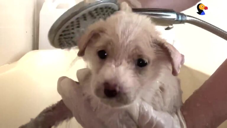 Scared California Puppy Arrived At A California Foster Home With Damaged Skin And A Body Too Weak To Stand
