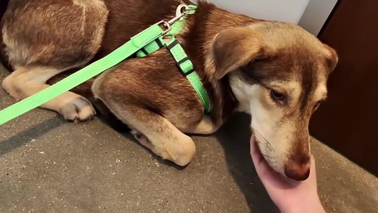 Texas Woman Sees A Puppy Curled Up Facing A Shelter Wall And Rushes To Save Him Before It’s Too Late