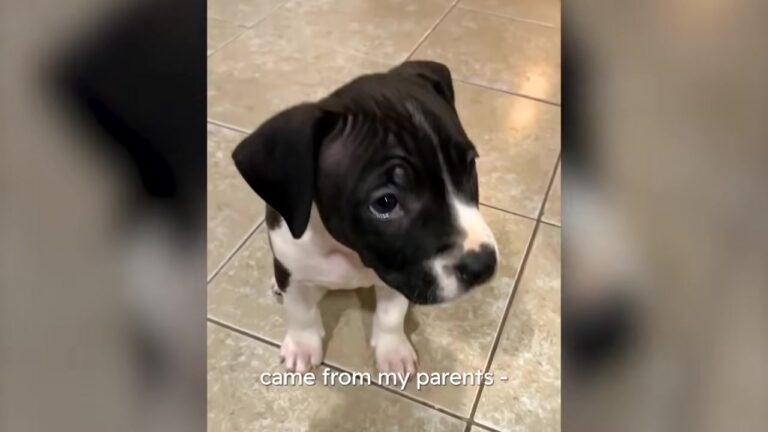New York Woman Adopts A Bully Puppy In Secret Because Her Parents Are Terrified Of The Breed
