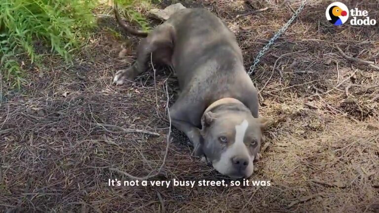California Dog Left Chained To A Fence Experiences A Beautiful Plot Twist She Never Saw Coming