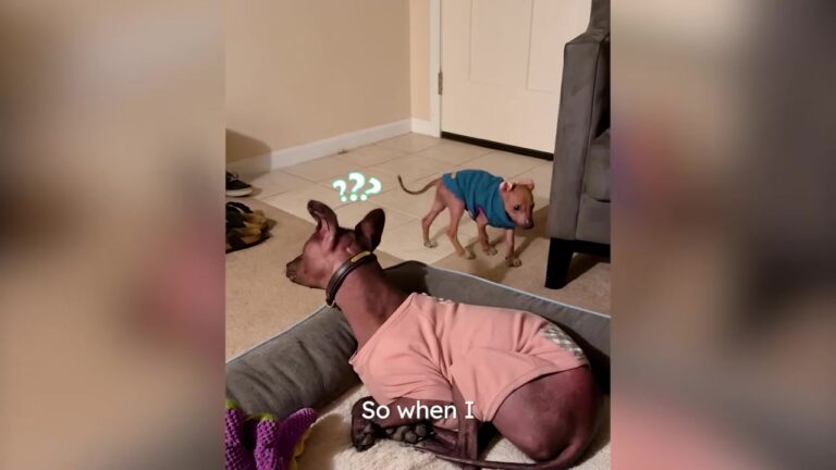 Ohio Woman Rescues Two Hairless Dogs Years Apart, Then A DNA Test Reveals Their Unbelievable Connection