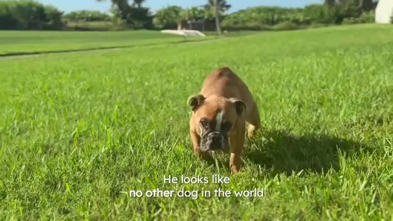Florida Puppy Was Given A Heartbreaking Prognosis, So His Mom Created A Very Special Bucket List