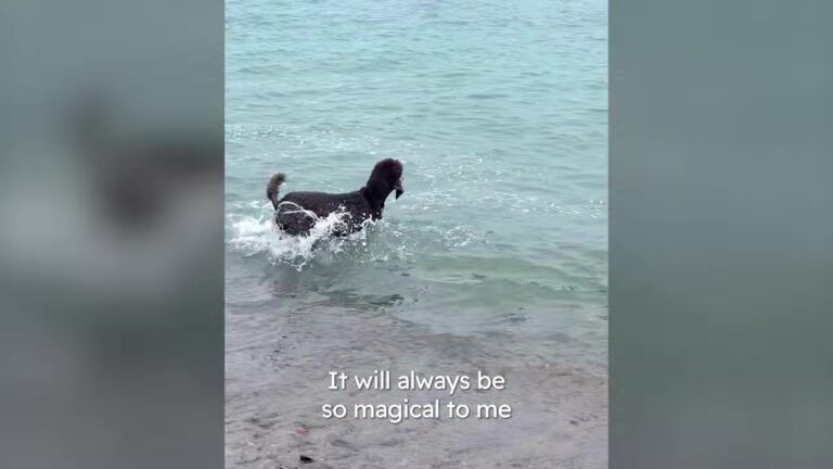 California Puppy Once Terrified Of The Ocean Now Skips Dinner To Wait For One Very Unusual Friend To Appear