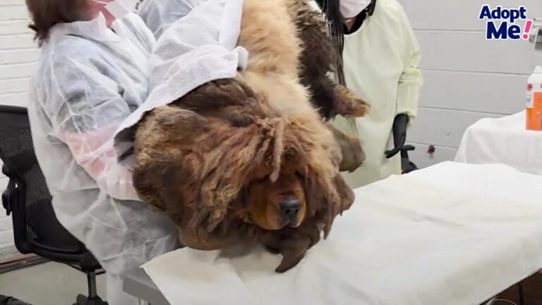 Matted Florida Dog Struggled To Cross A Busy Intersection As Her Heavy Coat Weighed Her Down