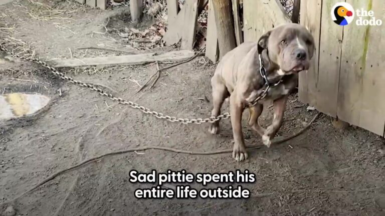 Texas Dog Could Barely Lift His Head Under A Heavy Log Chain, But Rescuers Needed Something Unexpected To Remove It