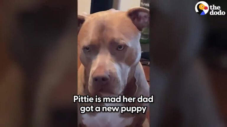 Georgia Man Brings Home A High-Energy Foster Dog, And His Resident Pup’s Reaction Changes Everything