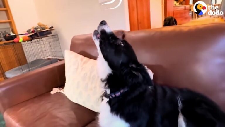 Washington Dog Shows Off Her Morning Singing Voice, And Her Perfect Pitch Steals The Show