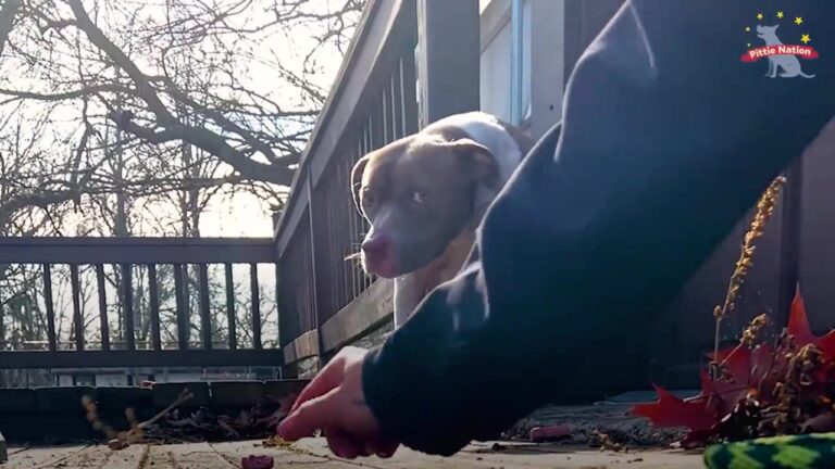 Texas Rescuers Approach A Growling Dog In An Open Field, But One Wrong Move Could Send Him Running