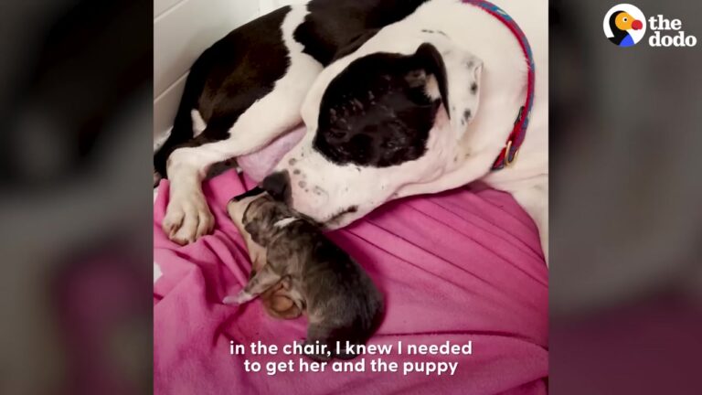 Exhausted Texas Dog Curled Up On A Patio Chair Before Her Foster Mom Realized What Was Happening