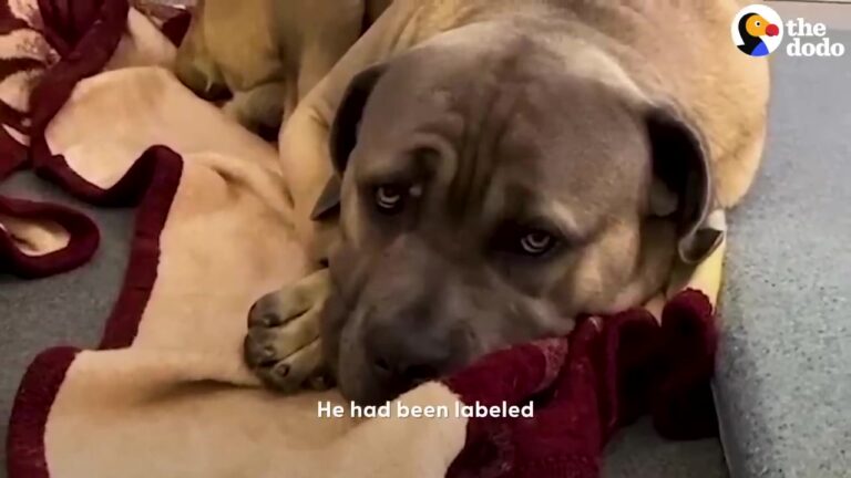 California Shelter Dog Once Feared By Everyone Meets Tiny Ducklings And Shows A Side No One Expected