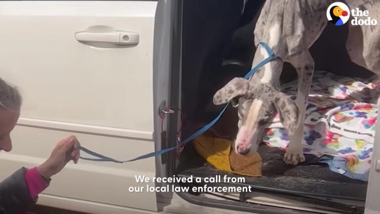 Great Dane Puppy Arrives At Texas Rescue Weighing Just 58 Pounds And Struggling With One Basic Task