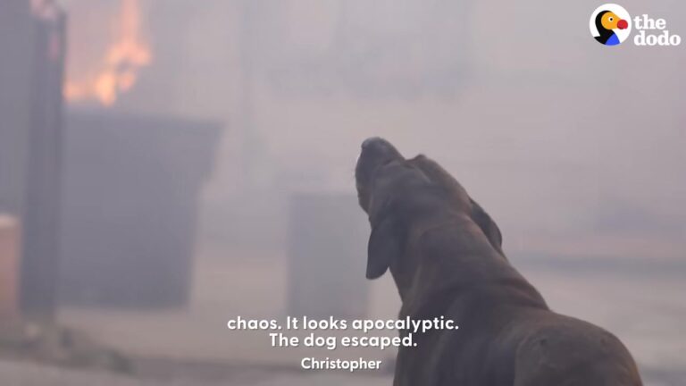 California Dog Wanders Through Explosion Debris Until A Rescuer Guides Him Away From The Smoke