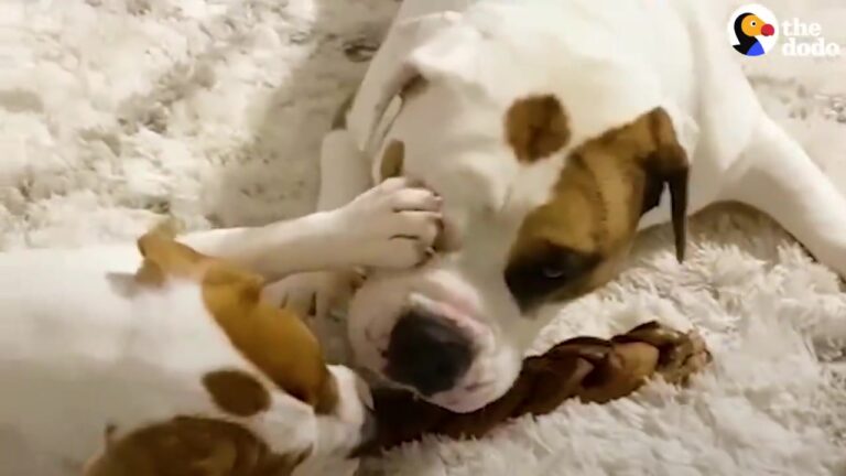 Georgia Dog Meets His New Puppy Sister And Soon Discovers She Has No Sense Of Personal Space