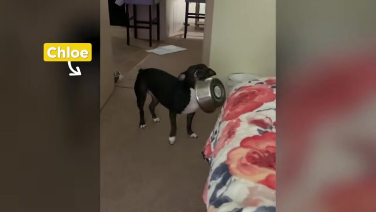 Texas Woman Gives An Overlooked Pit Bull A Home, But She Wasn’t Prepared For What Happened At Dinnertime