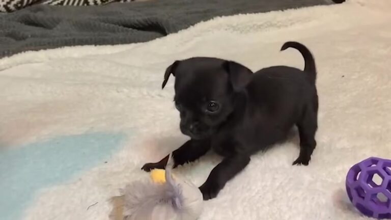 Washington Woman Brings Home An Orphaned Puppy Smaller Than A Coffee Mug, Then Watches Her Take Charge Of The House