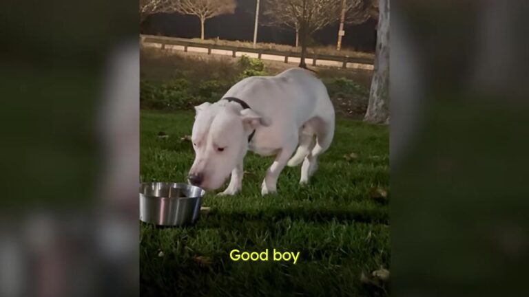 California Foster Family Contacts 20 Rescues For An Abandoned Dog, But One Shocking Suggestion Leaves Them Stunned