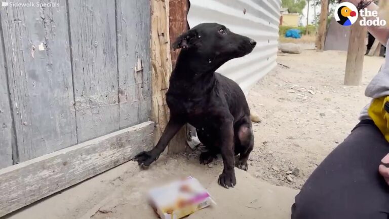 Fearful Texas Dog Who Once Tried to Bite Anyone Reaches a Foster Home Where Her Personality Can Shine