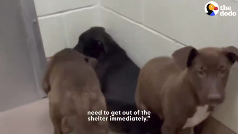 Three Frightened Shelter Brothers Struggled To Adjust In Texas, Until Small Adventures Began To Change Their World