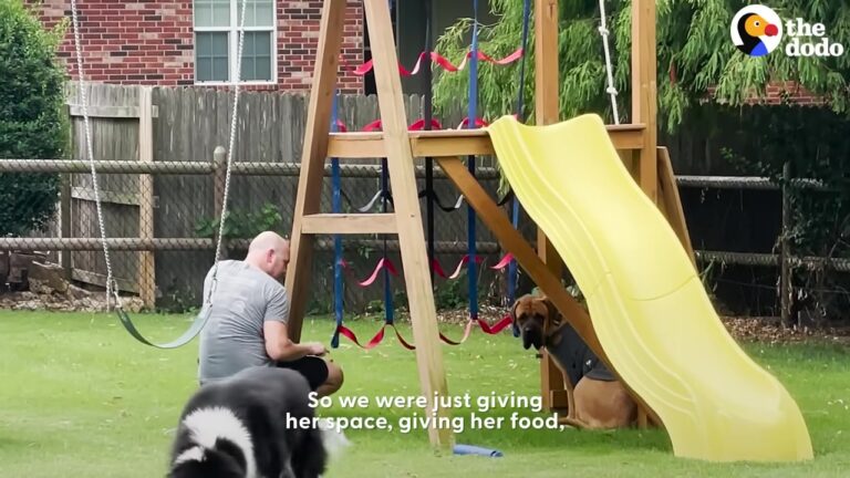 A Terrified Texas Dog Wouldn’t Leave Her Corner, Then Her Foster Family Tried Something Different