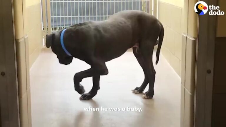 California Street Dog With A Damaged Paw Begins A Remarkable Recovery With A Homemade Sling And Patient Foster Mom