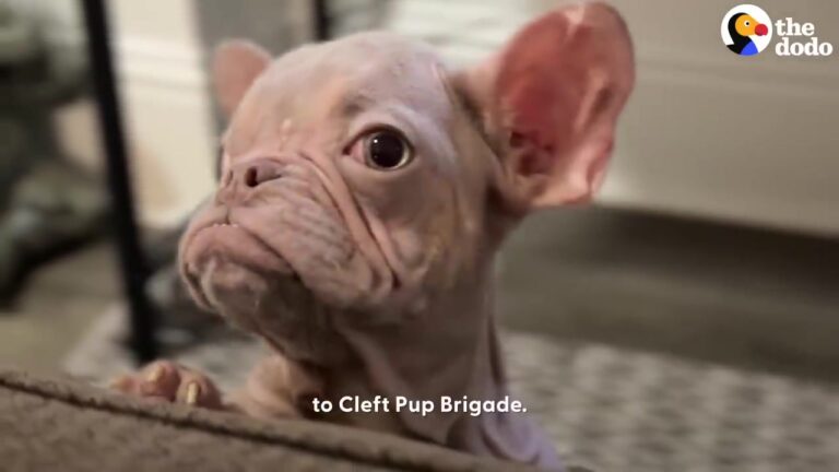 California Puppy Looks Like A Rare Hairless French Bulldog, But His First Photos Reveal A Different Story