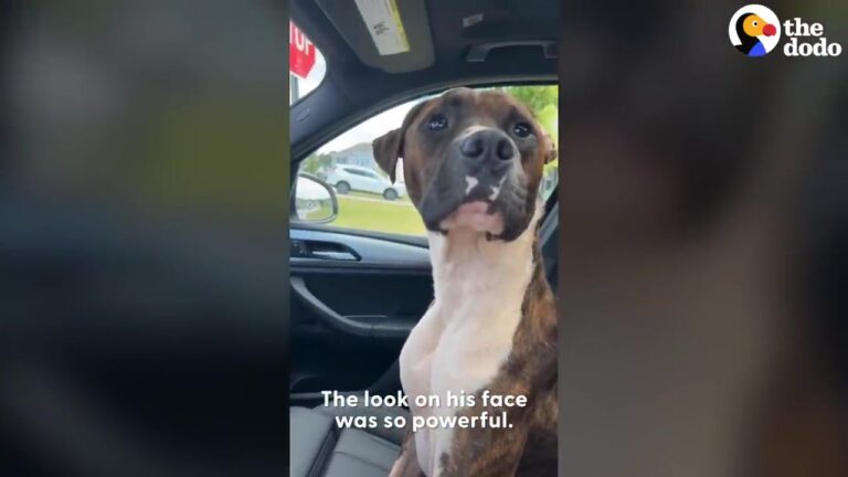 Georgia Dog Reaches For His Rescuer’s Hand During The Ride Home, And His Expression Says More Than Words