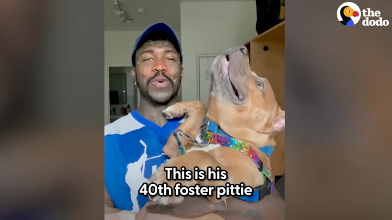 New York Man Prepares His Apartment For His 40th Foster Dog, Unaware Of The Emotional Journey Ahead