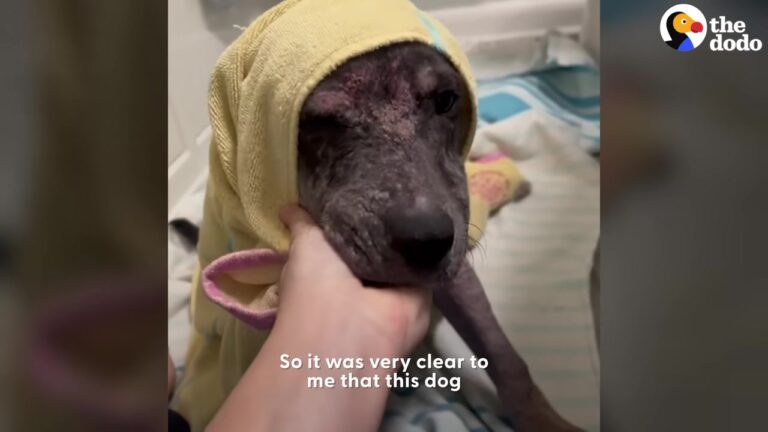 Frightened Texas Dog Spent Months Neglected Before A Severe Case Of Mange Left Him Struggling