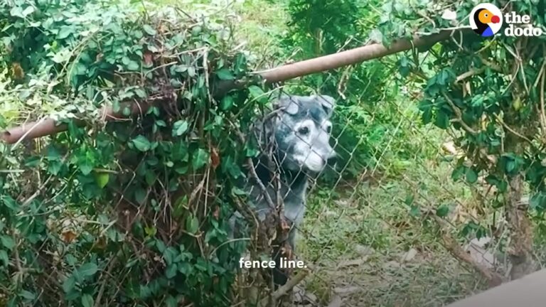 Energetic Ohio Dog Meets His 14-Year-Old Neighbor And Learns An Unexpected Lesson About Friendship