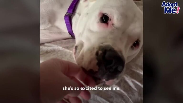 Deaf Pennsylvania Dog Needed A Place To Belong After Her New Housemate Wouldn’t Accept Her