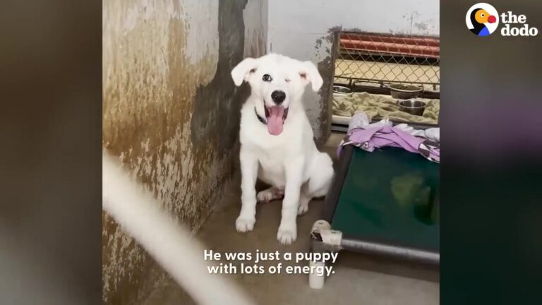 Texas Puppy Lost Hope After 432 Days In A Shelter Until A Long Drive Brought Him The Perfect Surprise