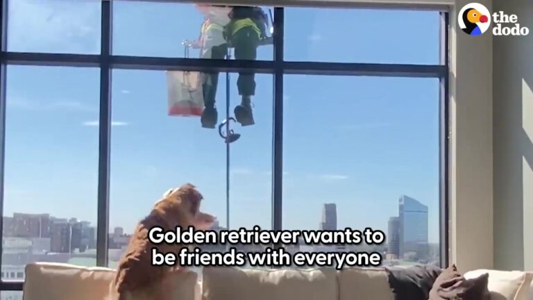 Friendly California Pup Tries To Share His Toys With Passing Neighbors, Revealing Just How Much He Wants To Connect