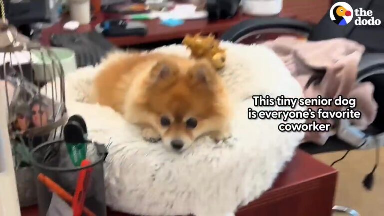California Dog Has Gone To Work Every Day Since She Was A Puppy And Became The Ultimate Office Healer