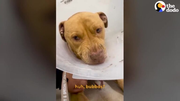 California Rescuers Give Frightened Dog A Soccer Ball, And His Reaction Reveals A Side No One Expected