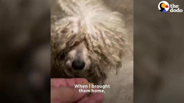 Texas Rescuer Takes In Two Heavily Matted Dogs And Discovers Just How Much They Needed Her Help