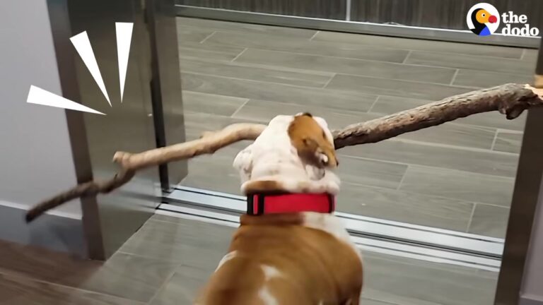 Washington Dog Turns Every Walk Into A Treasure Hunt, And His Parents Discover Just How Far His Obsession Goes
