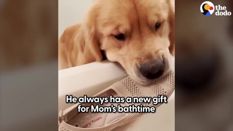 California Dog Keeps Bringing Toys Into His Mom’s Bathtub, And She Comes Up With An Unexpected Solution