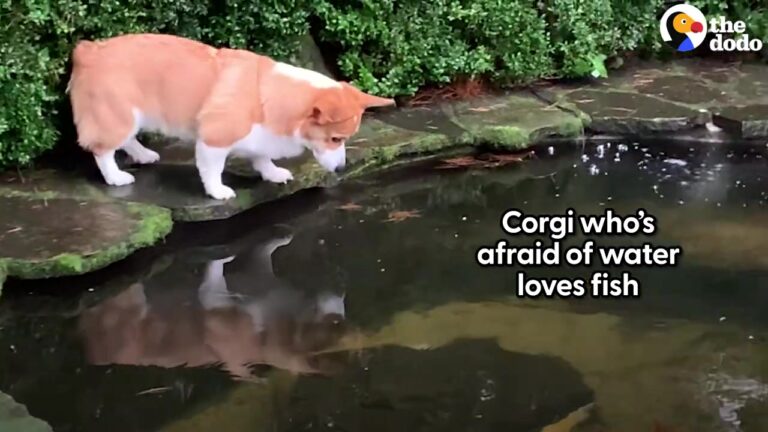 California Corgi Gets A Floppy Toy Fish To Enjoy Indoors, But His Reaction To The Real Koi Says It All