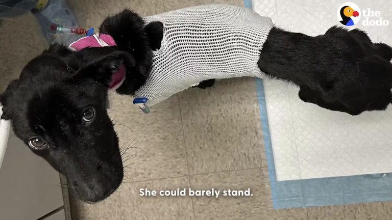 Neglected Dog Arrives At Illinois Shelter Weighing Just 12 Pounds, And Her Condition Leaves Everyone With Questions