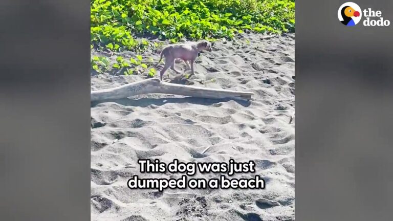 Georgia Rescuer Finds An Abandoned Dog On The Beach And Is Stunned By Her Fluffy Transformation