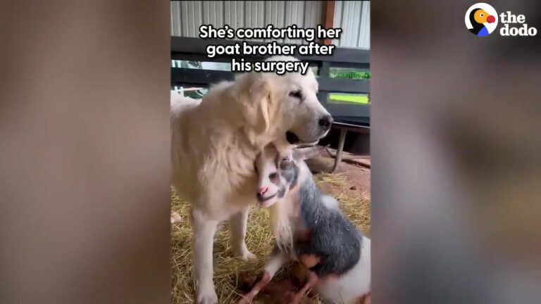 Sanctuary Dog Steps Up To Protect A Recovering Ohio Calf, And Their Bond Takes Everyone By Surprise